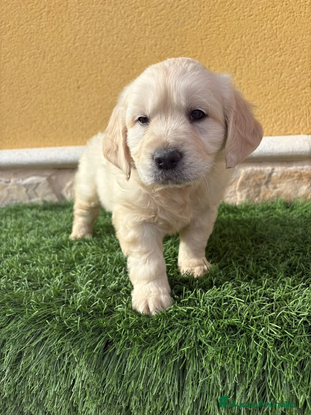 Golden Retriever perros en venta: Cachorros de Golden retriever macho y hembra - Anuncio 9