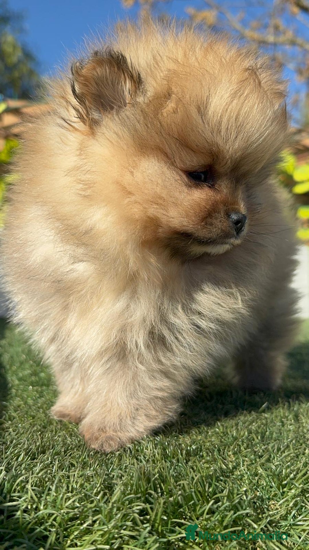 Pomerania perros en venta: POMERANIA CARA DE OSITO - Anuncio 14