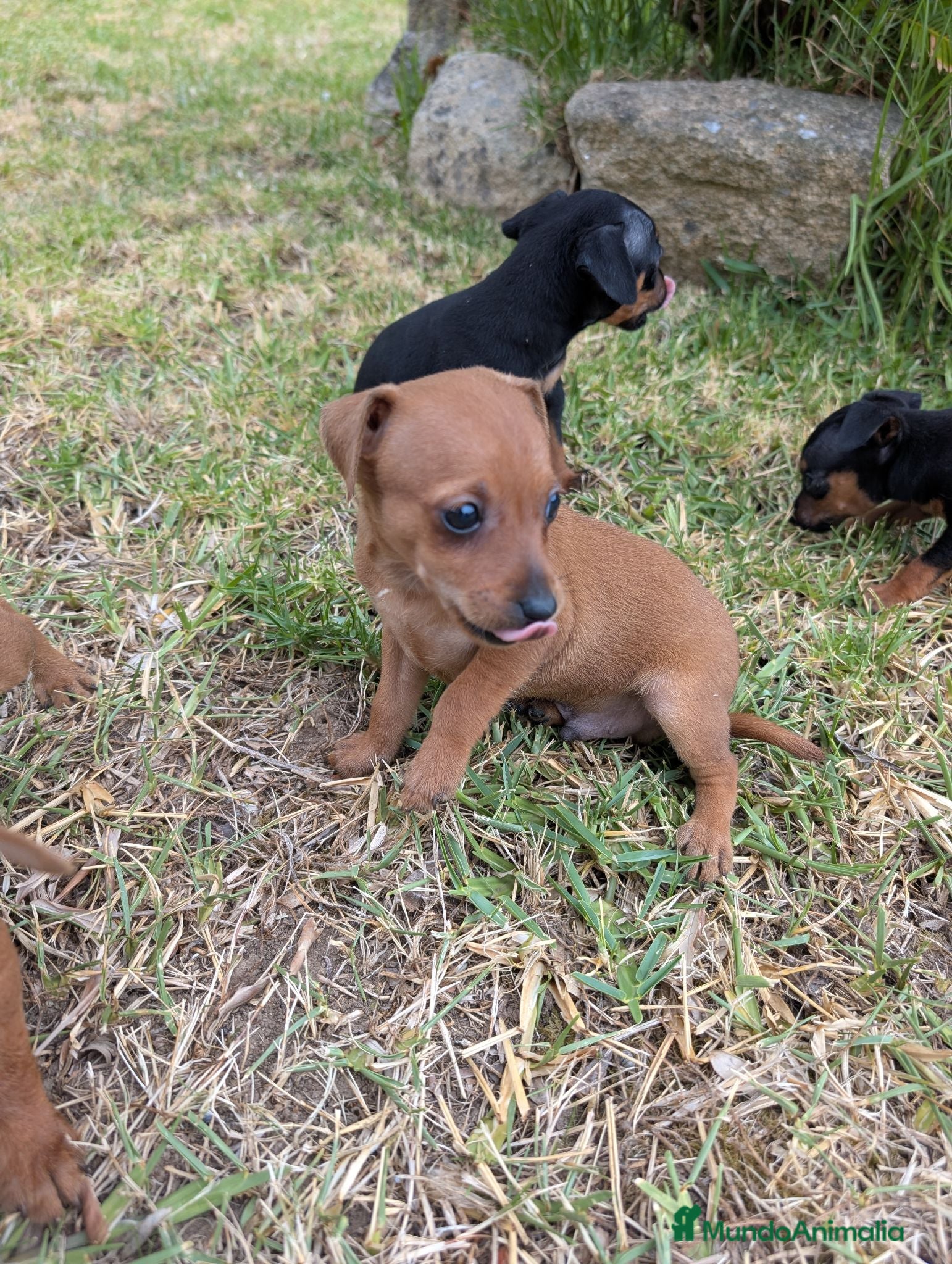 Pinscher Miniatura perros MiniPinscher muy cariñosos 🖤 - Anuncio 7