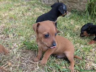 Pinscher Miniatura perros MiniPinscher muy cariñosos 🖤 - Anuncio 2