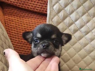 Chihuahua perros en Murcia - Anuncio 4