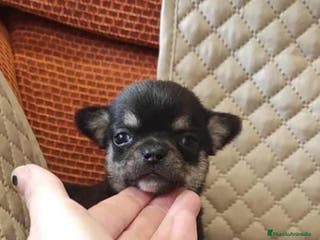 Chihuahua perros CHIHUAHUAS TOYS en Murcia - Anuncio 5