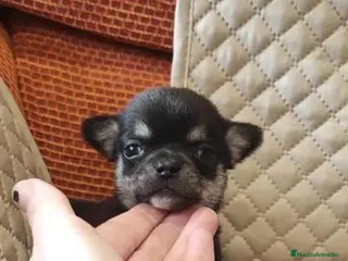 Chihuahua perros CHIHUAHUAS TOYS en Murcia - Anuncio 17