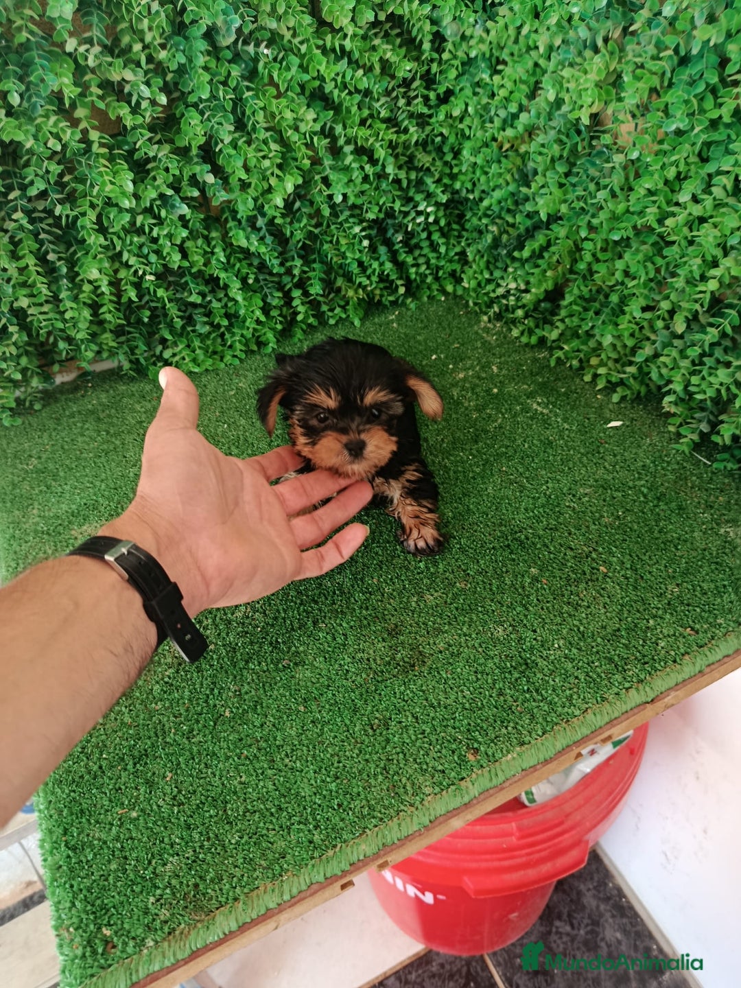 Yorkshire Terrier perros en venta: 🐾✨ Mini Yorkshire Toy Macho – ¡De Bolsillo! ✨🐾 - Imagen 7