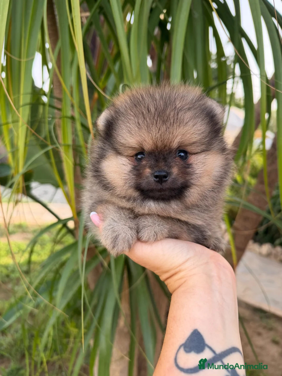 Pomerania perros en venta: Pomerania auténtico osito miniatura - Anuncio 5