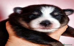 Pomsky perros en venta: 3 machitos de pomsky - Imagen 2