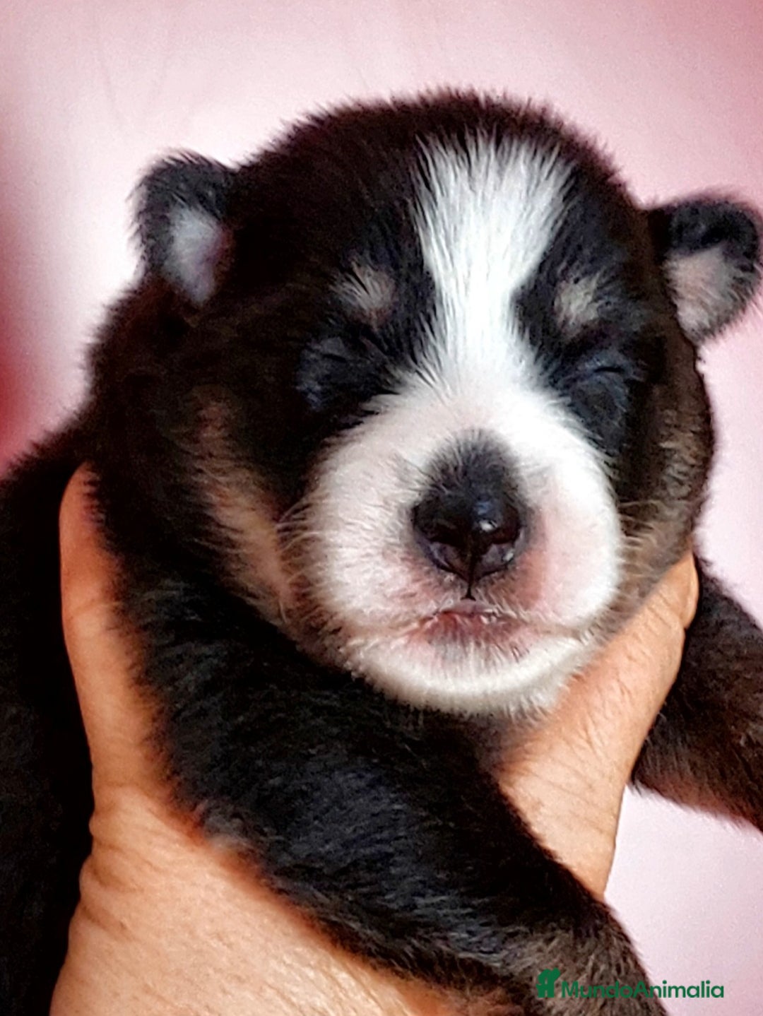 Pomsky perros en venta: 3 machitos de pomsky - Imagen 2