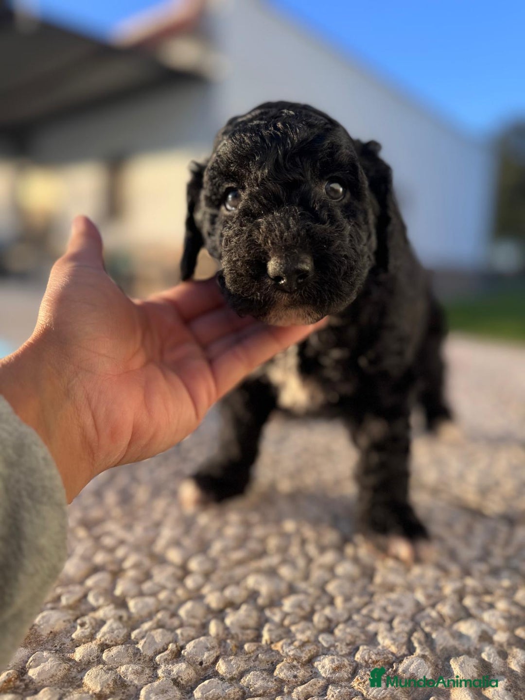 Perro de Agua Español perros en venta: PERRO DE AGUA HEMBRA RABONA - Anuncio 4