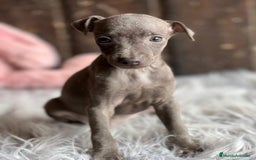 Pequeño Lebrel Italiano perros en venta: Piccolo italiano  - Imagen 3