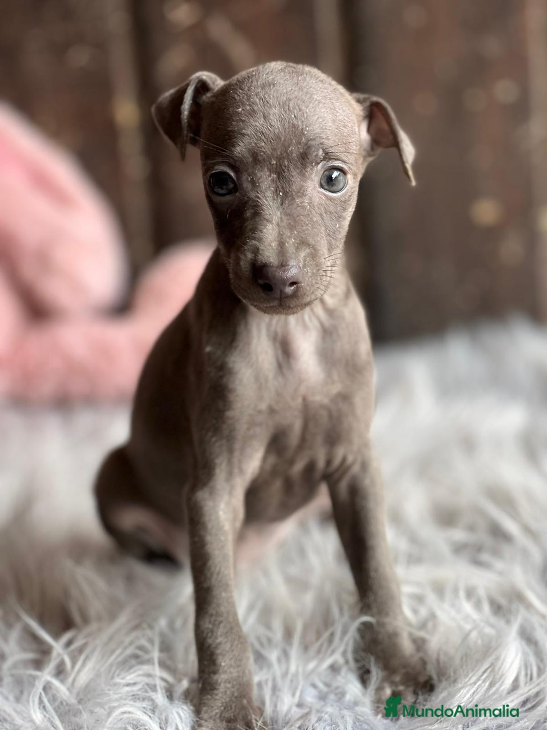 Pequeño Lebrel Italiano perros en venta: Piccolo italiano  - Imagen 3