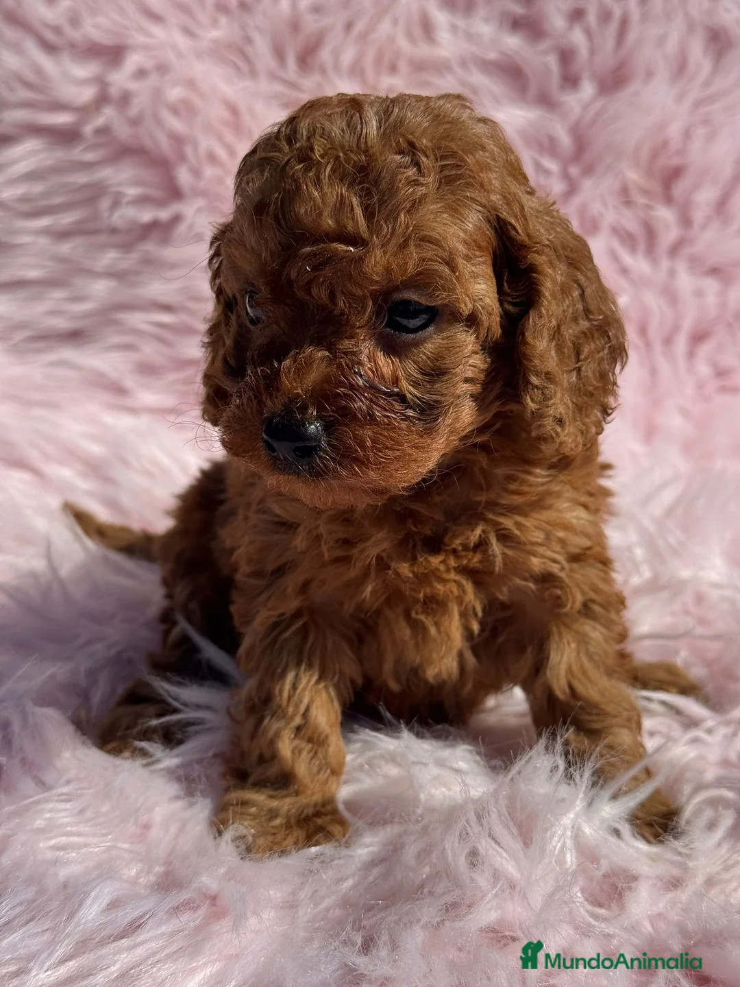 Caniche Toy perros en venta: Caniche - Anuncio 4