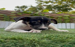 Ratonero Bodeguero Andaluz perros en venta: BODEGUERO ANDALUZ - Imagen 23