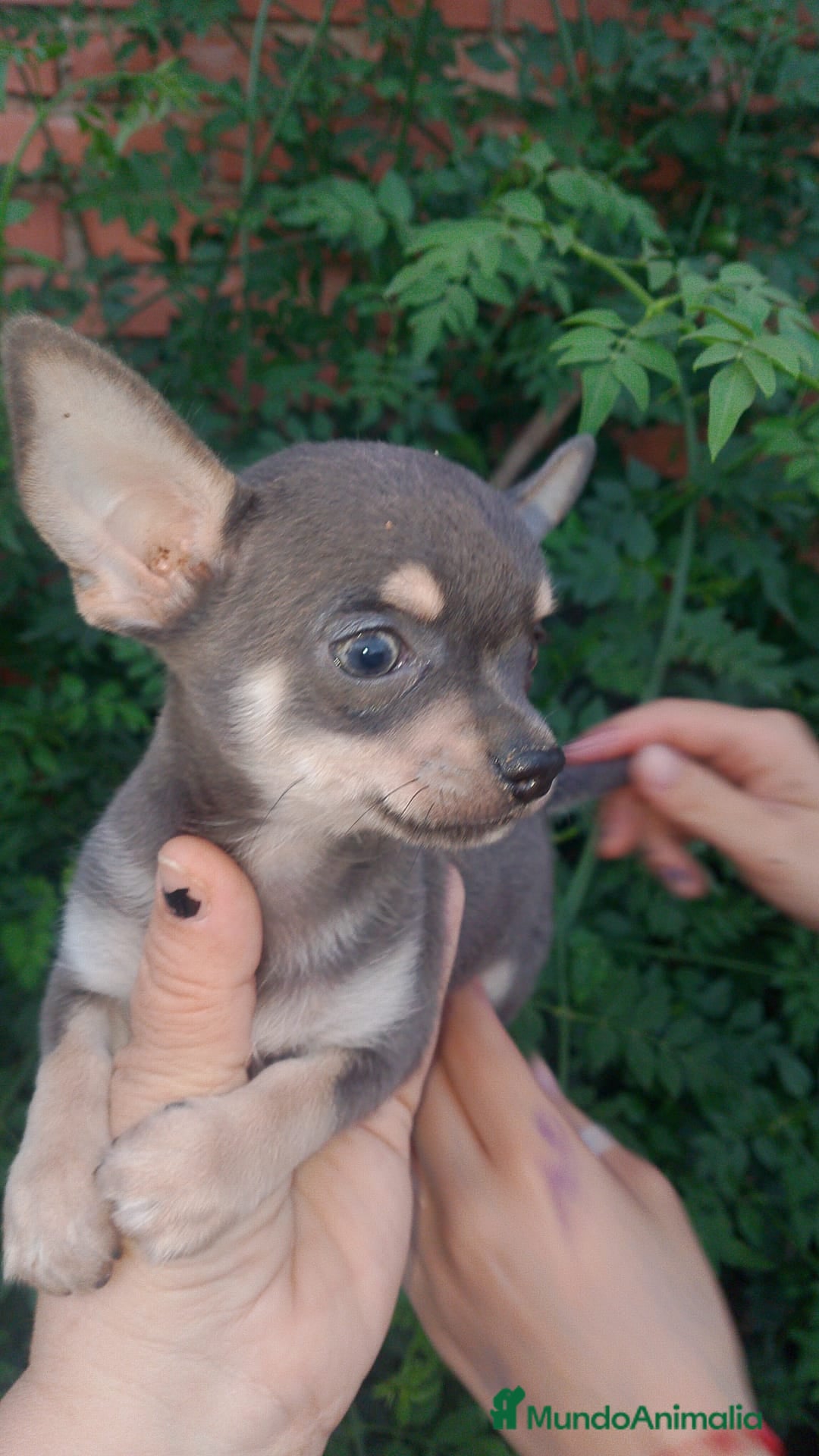 Chihuahua perros Último chihuahua si vienes a por el 500€ no envio - Anuncio 1