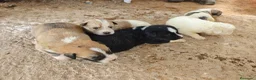 Mastín Español perros en venta: Mastin - Anuncio 2