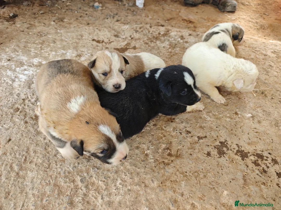 Mastín Español perros en venta: Mastin - Anuncio 2