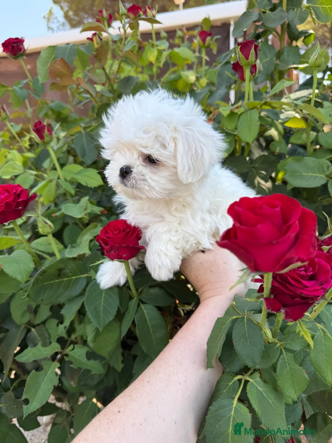 Bichón Maltés perros en venta: Bichon Maltés Toy, listo para entregar.  - Anuncio 1