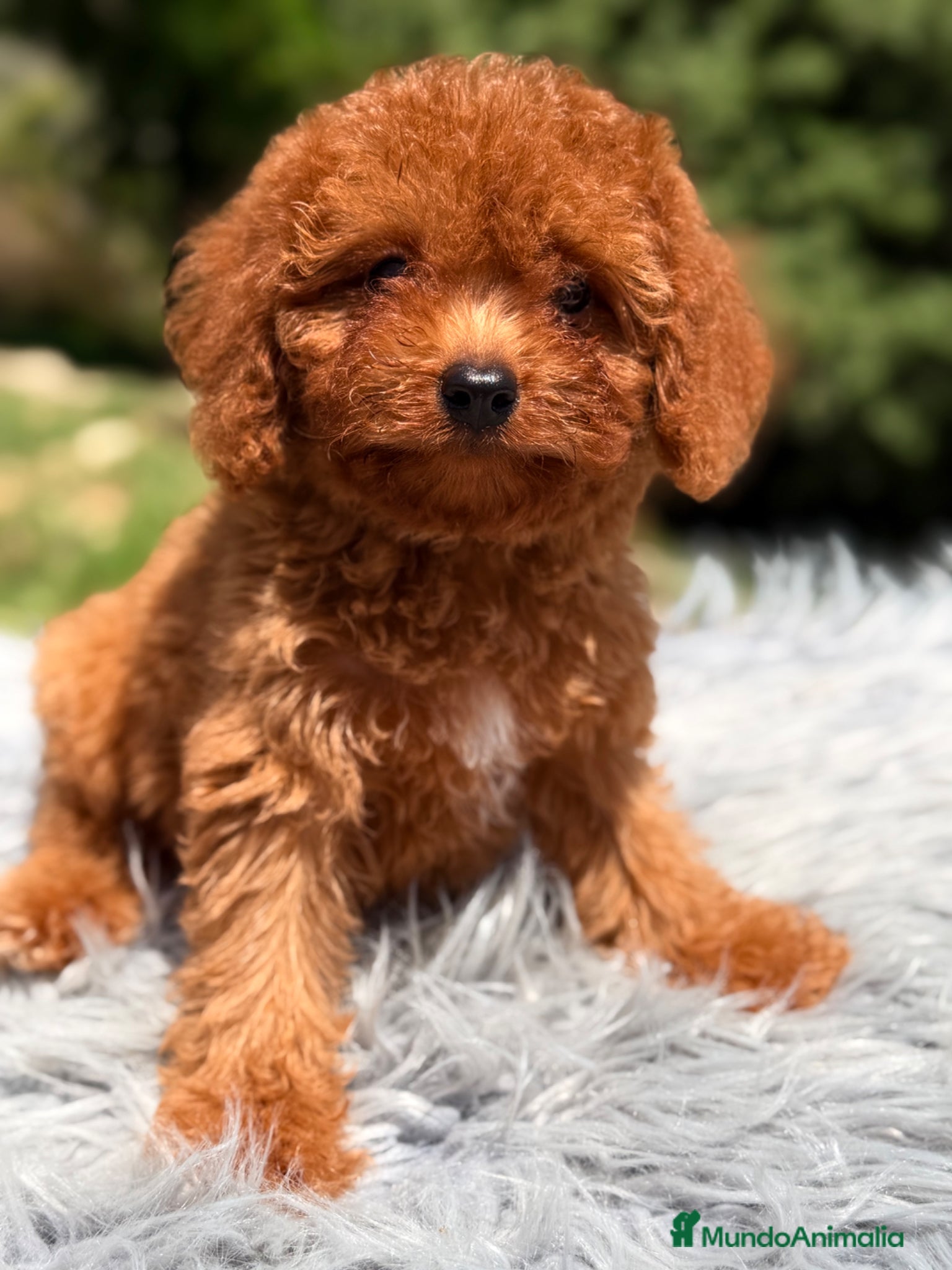 Cavapoo perros Cavapoo machito rojo  - Anuncio 3