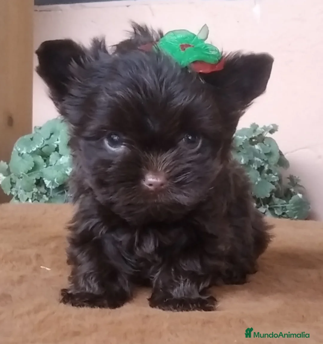 Yorkshire Terrier perros en venta: Cachorros Yorkshire Chocolate Toy en Castellón - Anuncio 2