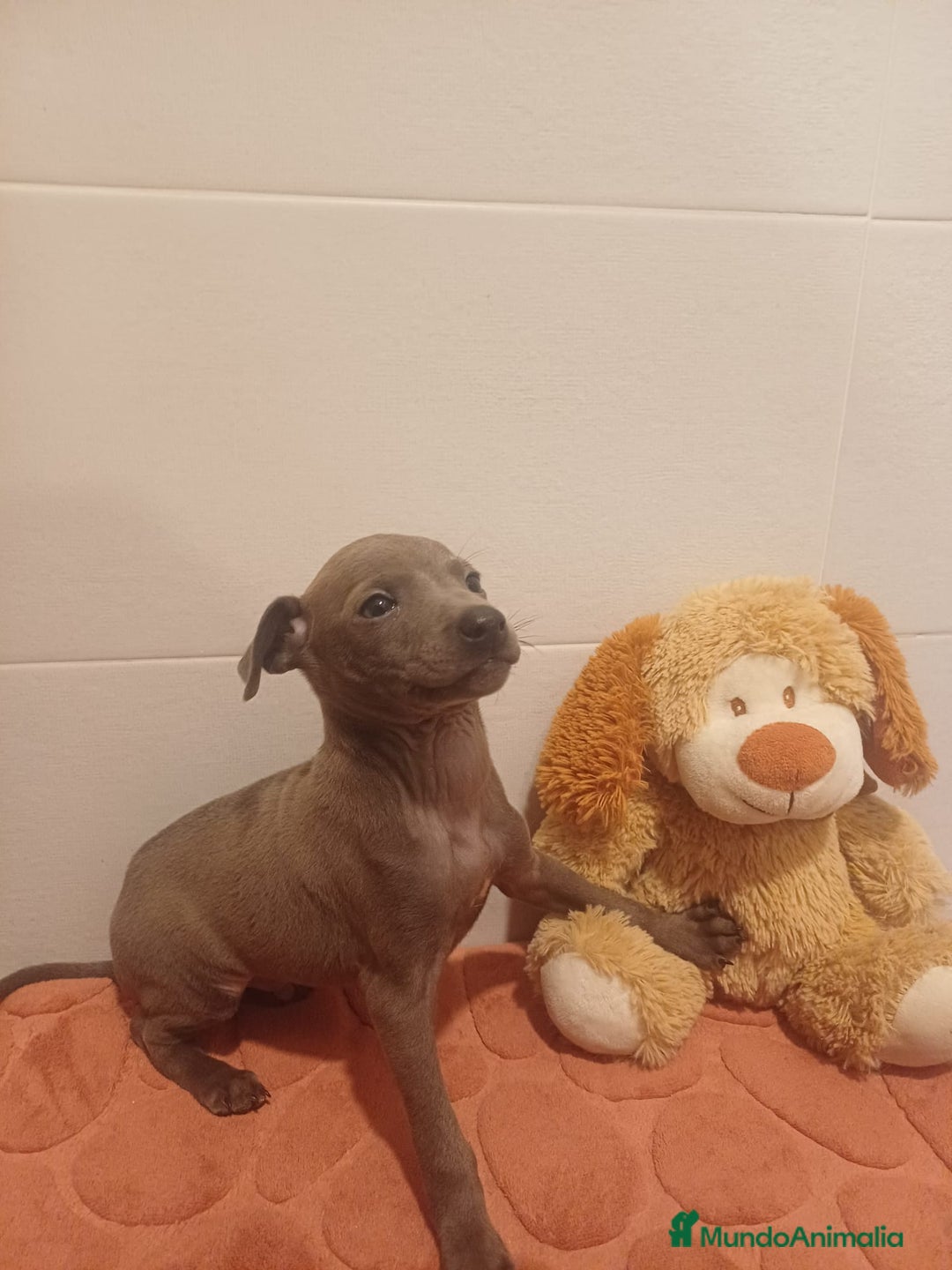 Pequeño Lebrel Italiano perros en venta: Lebrel italiano  - Anuncio 5