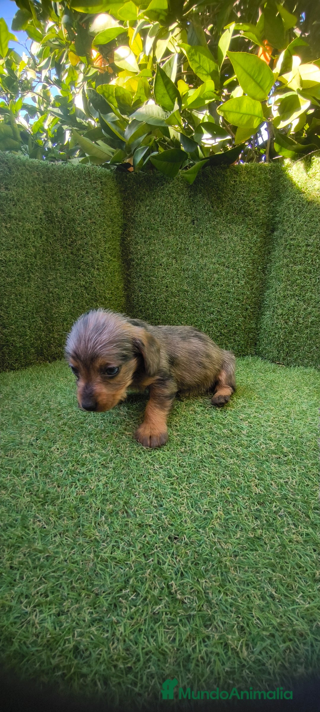 Teckel Miniatura perros en venta: camada teckel miniatura  - Anuncio 26