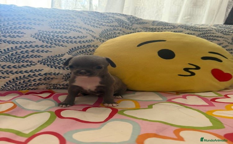 Chihuahua perros - Anuncio 12