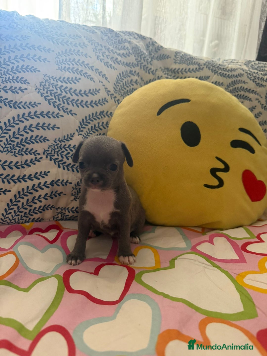 Chihuahua perros en venta: Chihuahua toy colores exóticos pelo largo y corto  - Imagen 1