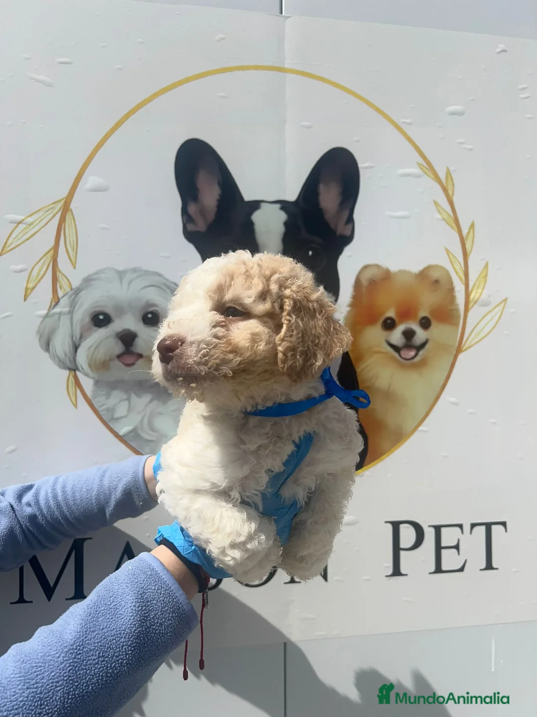 Perro de Agua Español perros en venta: Camada de perros de agua beige  - Anuncio 1