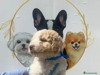 Perro de Agua Español perros Camada de perros de agua beige - Anuncio 2