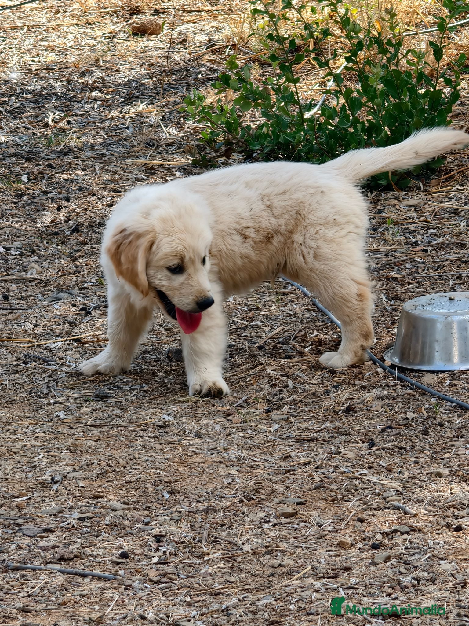 Golden Retriever perros Golden Retriever línea inglesa  - Anuncio 2