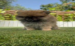 Pomerania perros en venta: POMERANIA HEMBRA  - Imagen 3