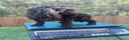 Caniche Toy perros en venta: Cachorros de caniche toy  - Anuncio 1
