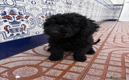 Perro de Agua Español perros en venta: cachorros de perro de agua Español - Imagen 1