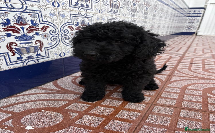Perro de Agua Español perros - Anuncio 5