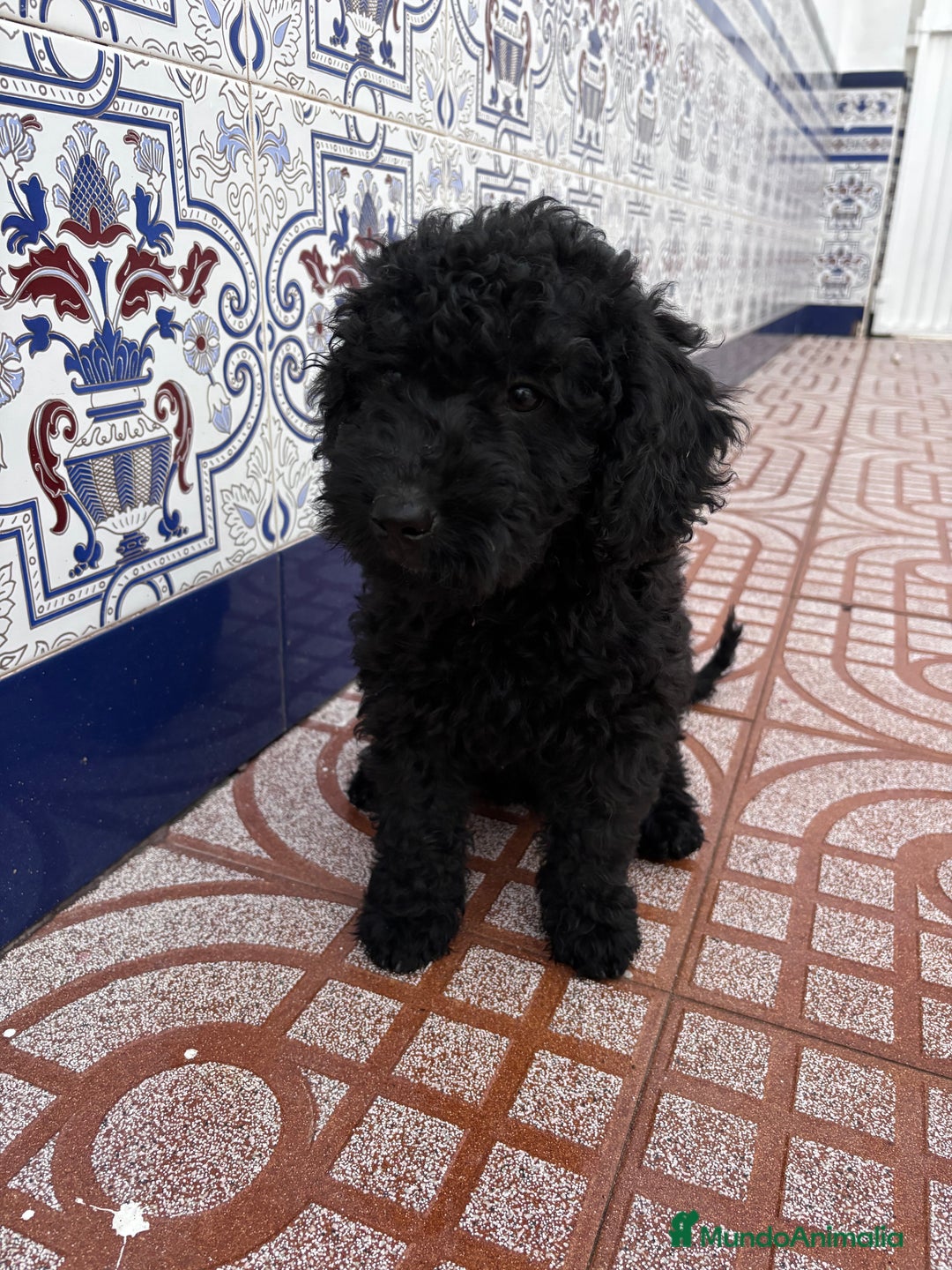 Perro de Agua Español perros en venta: cachorros de perro de agua Español - Imagen 1