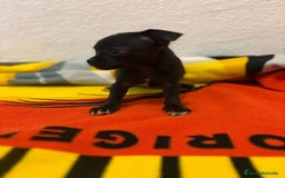 Chihuahua perros en venta: Chihuahua toy - Imagen 21