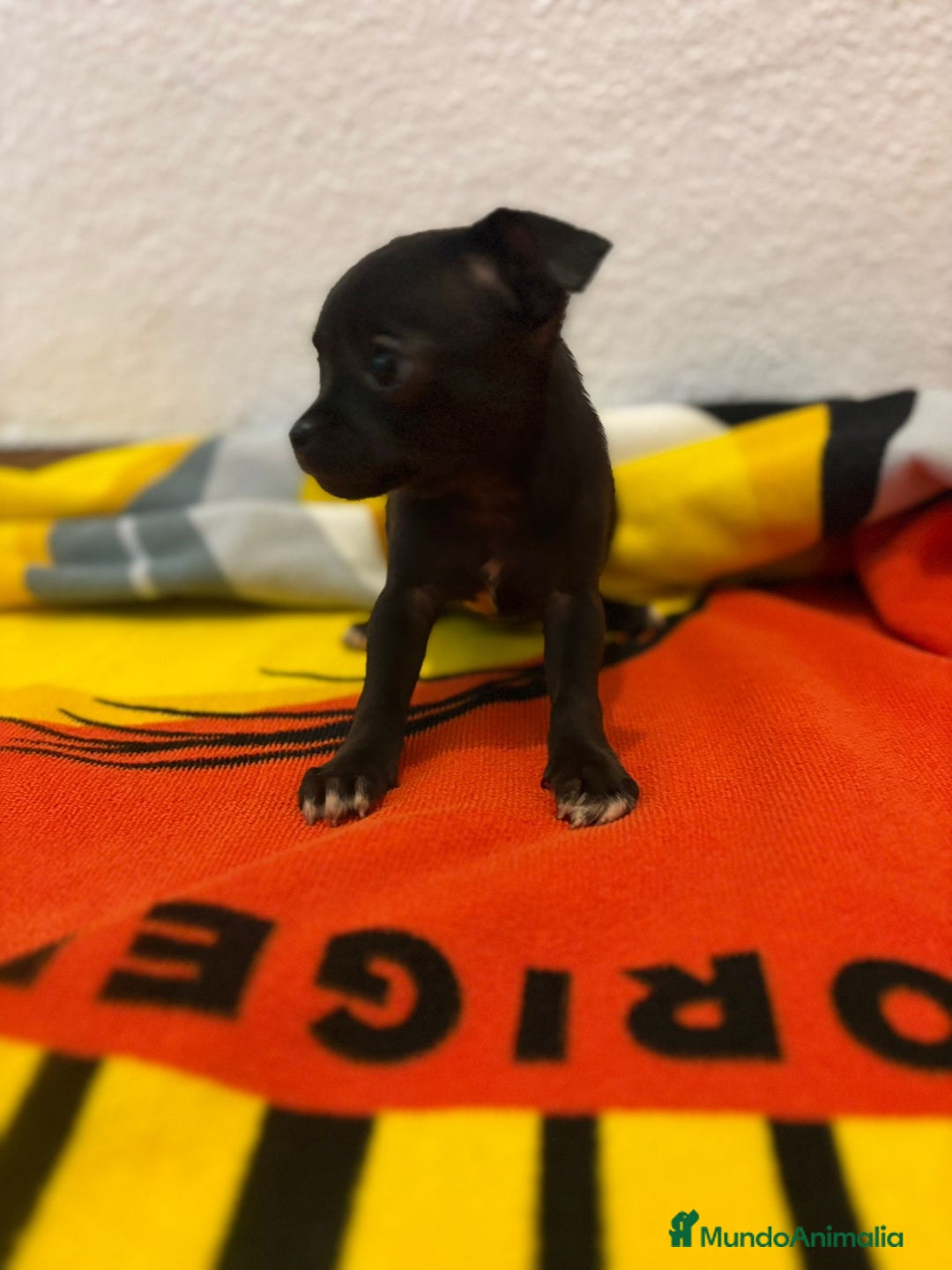 Chihuahua perros en venta: Chihuahua toy - Imagen 21
