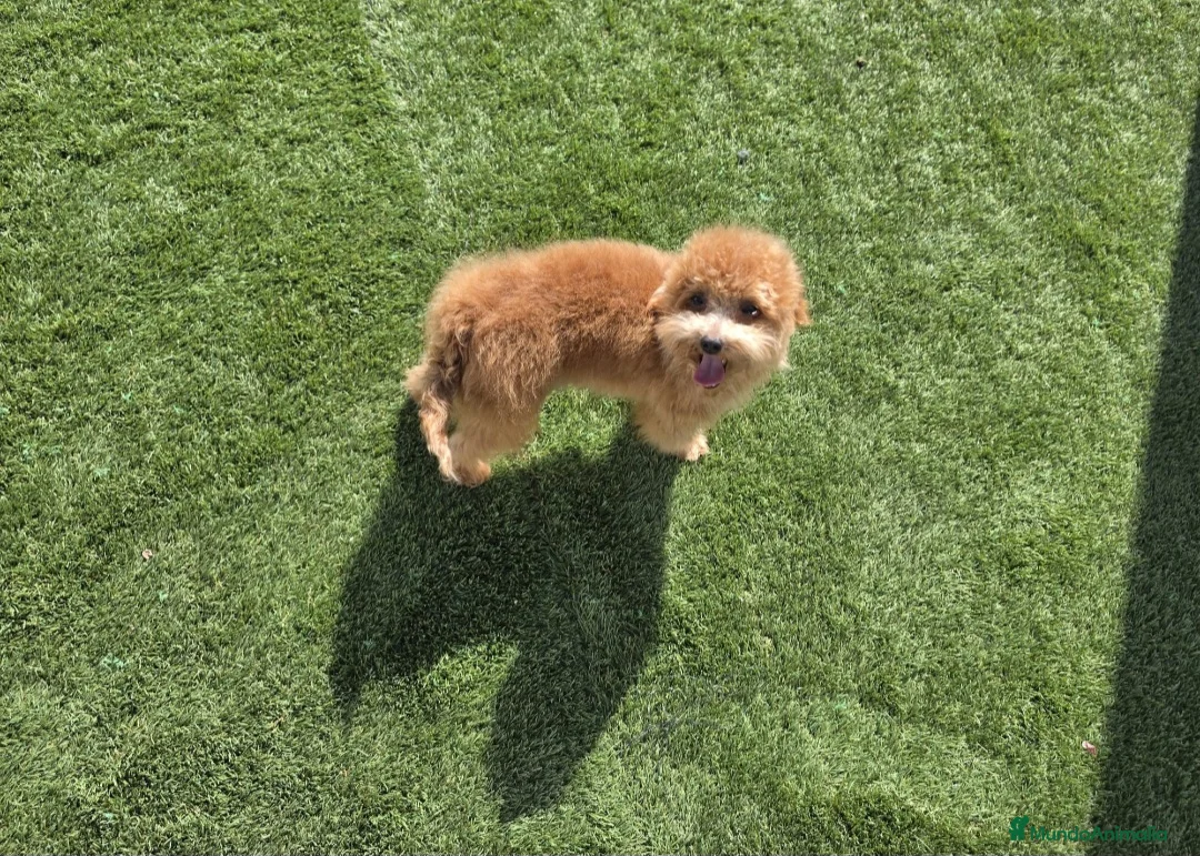 Maltipoo perros en venta: MALTIPOO - Anuncio 1