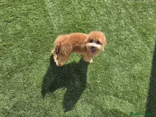 Maltipoo perros MALTIPOO - Anuncio 3