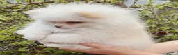 Pomerania perros en venta: Pomeranea - Anuncio 1