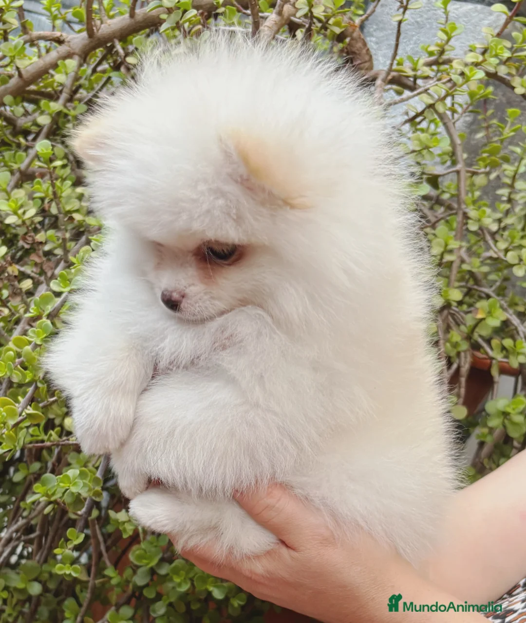 Pomerania perros en venta: Pomeranea - Anuncio 1