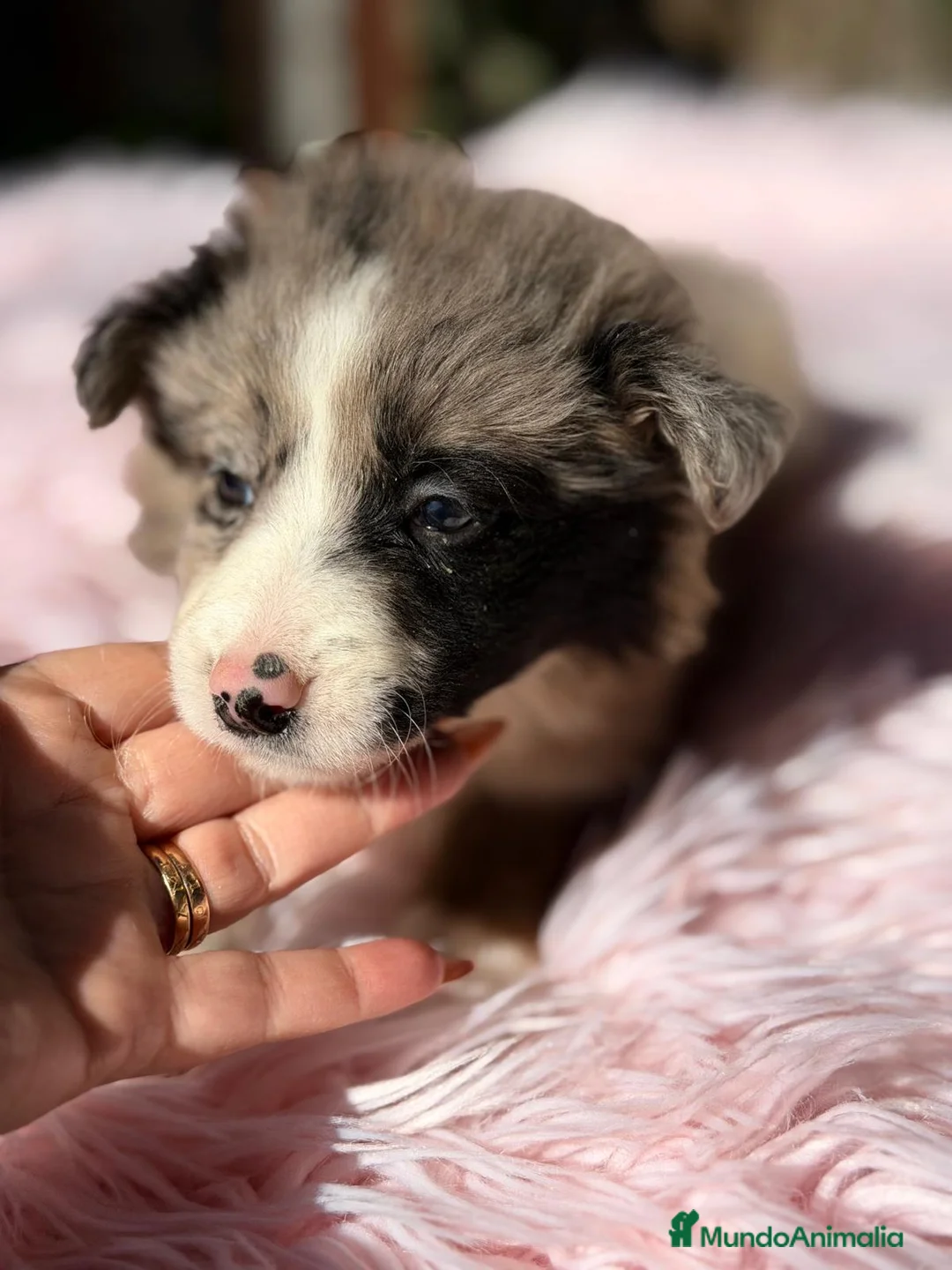 Border Collie perros en venta: BORDER COLLIE MERLÉ - Anuncio 5