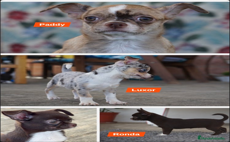 Chihuahua perros - Propaganda 1