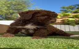 Perro de Agua Español perros en venta: PERRO DE AGUA ESPAÑOL HEMBRA - Imagen 9