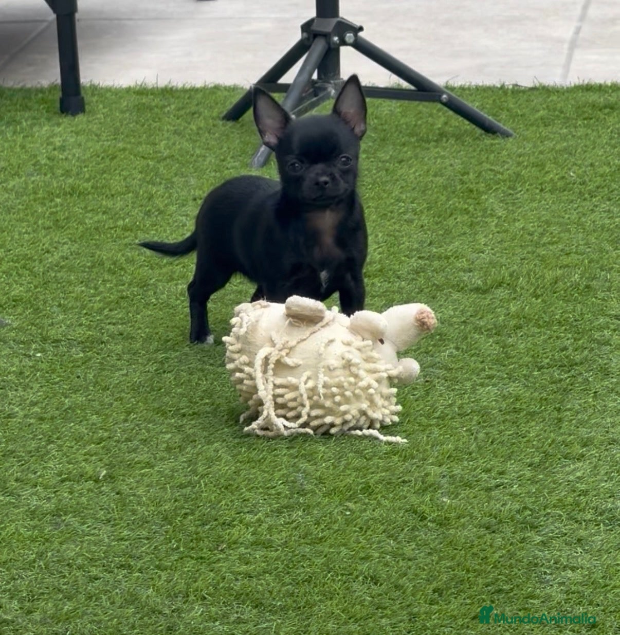 Chihuahua perros en venta: Chihuahua hembra panterita negra  - Anuncio 1