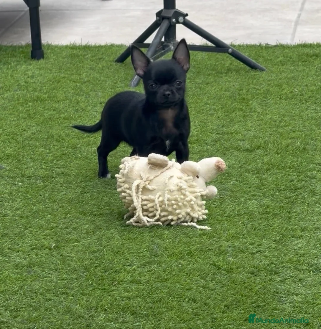 Chihuahua perros en venta: Chihuahua hembra panterita negra  - Anuncio 1