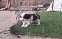 Border Collie perros en venta: BORDER COLLIE - Imagen 13