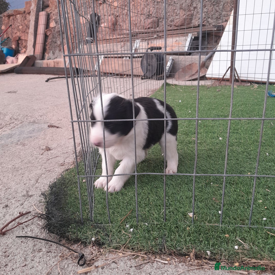 Border Collie perros en venta: BORDER COLLIE - Imagen 13