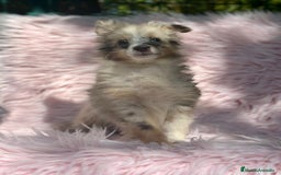 Perro Pastor de las Shetland perros en venta: PASTOR DE SHETLAND HEMBRA MERLE - Imagen 5