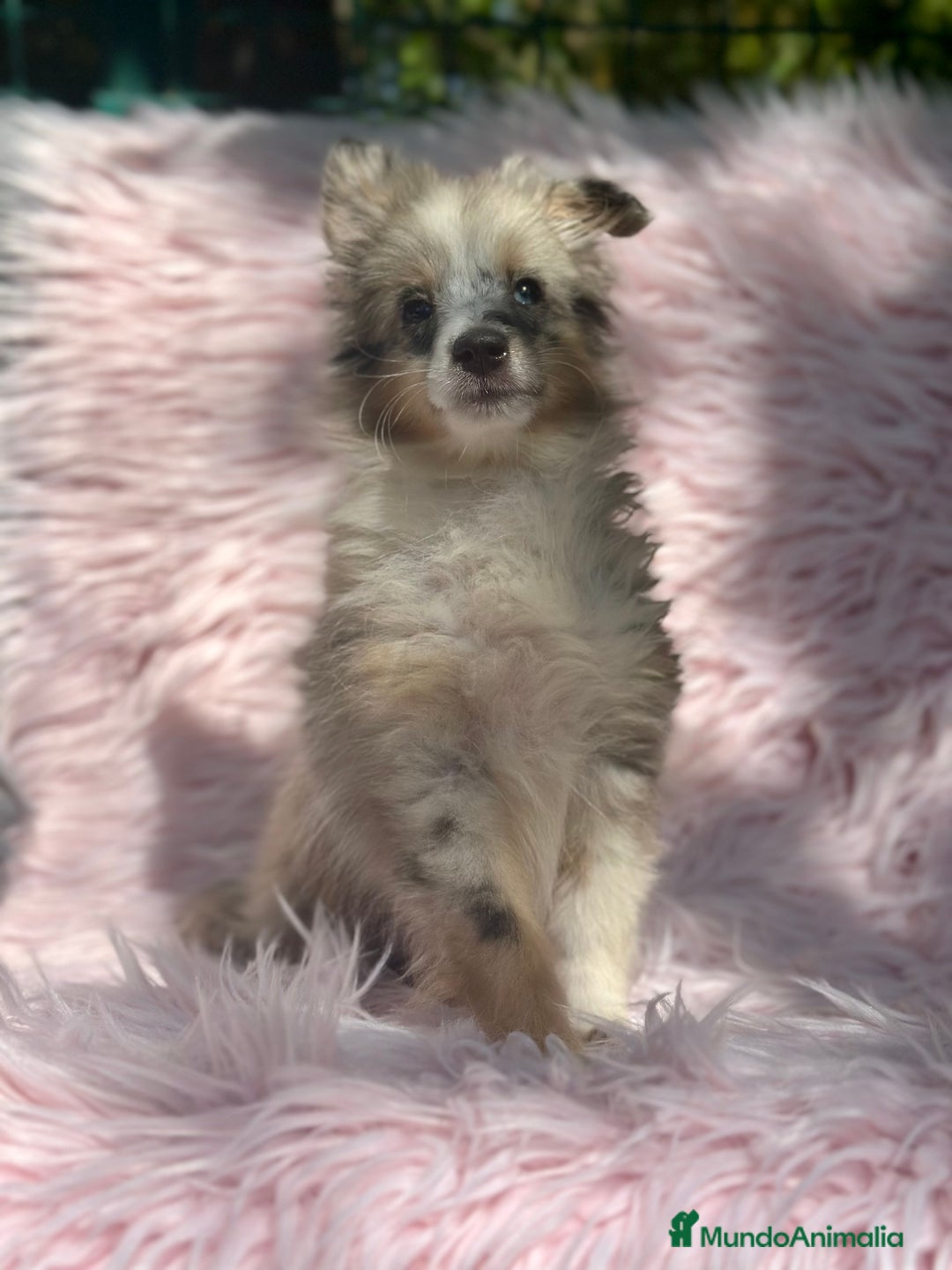 Perro Pastor de las Shetland perros en venta: PASTOR DE SHETLAND HEMBRA MERLE - Imagen 5