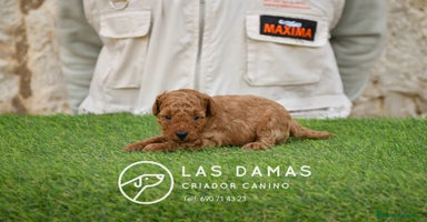 Caniche Toy perros en Burgos - Anuncio 6